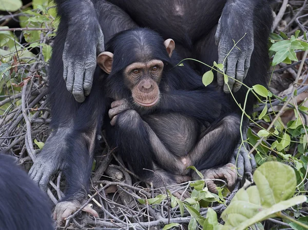 Šimpanz Pan Troglodytes Jeho Přirozeném Prostředí Ostrovech Pavián Gambii — Stock fotografie