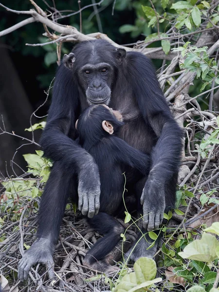 Šimpanz Pan Troglodytes Jeho Přirozeném Prostředí Ostrovech Pavián Gambii — Stock fotografie