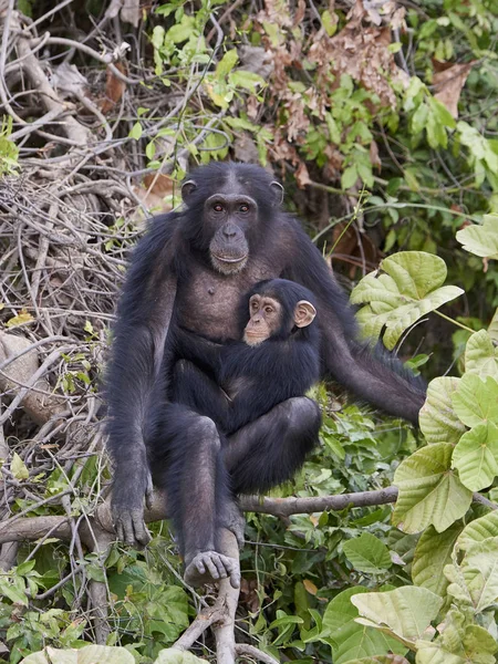 Šimpanz Pan Troglodytes Jeho Přirozeném Prostředí Ostrovech Pavián Gambii — Stock fotografie