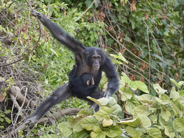 Chimpancé Pan Troglodytes Hábitat Natural Las Islas Baboon Gambia — Foto de Stock