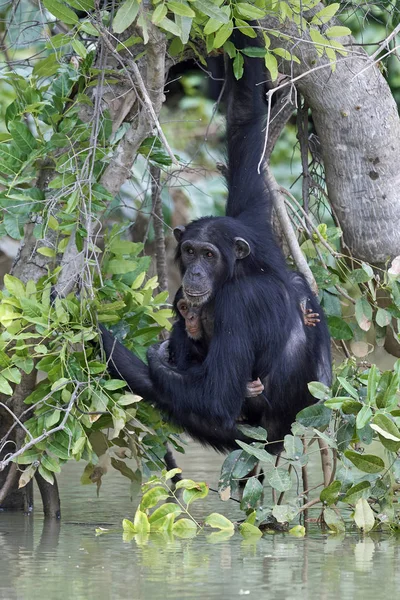 Chimpancé Pan Troglodytes Hábitat Natural Las Islas Baboon Gambia — Foto de Stock