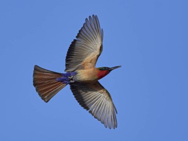 Kızıl gerdanlı arı kuşugiller uçuş içinde belgili tanımlık geçmiş mavi gökyüzü ile