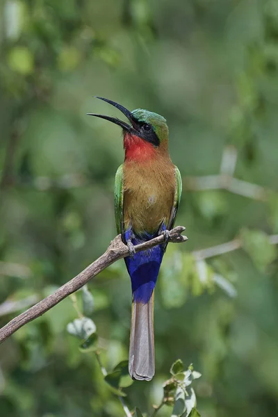 Red Throated Bee Eater Its Natural Habitat Senegal — Stock Photo, Image