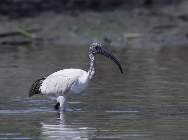 Αφρικανική Ιερή Ibis Στο Φυσικό Της Περιβάλλον Στην Γκάμπια — Φωτογραφία Αρχείου