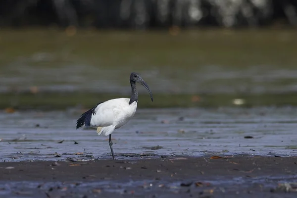 Helig Ibis Sitt Naturliga Habitat Gambia — Stockfoto