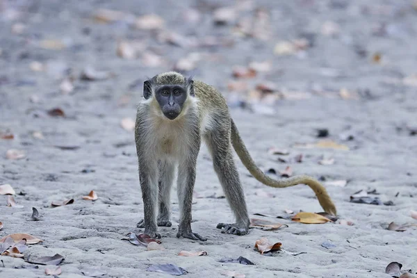 Grüner Affe Seinem Natürlichen Lebensraum Gambia — Stockfoto