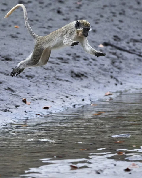 Macaco Vervet Seu Habitat Natural Gâmbia — Fotografia de Stock