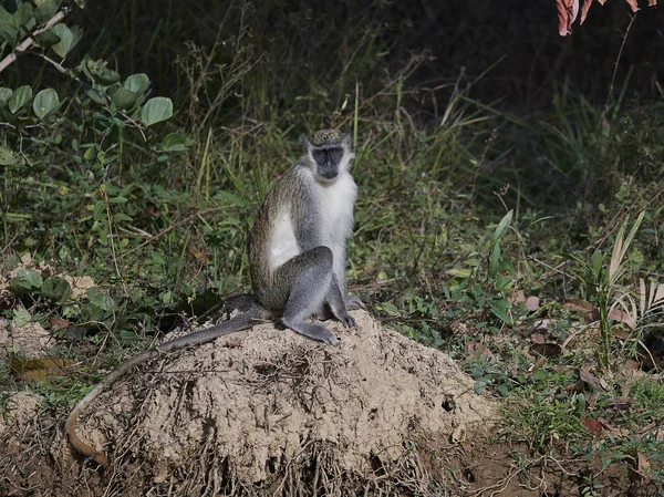 Vervet Monkey Its Natural Habitat Gambia — Stock Photo, Image