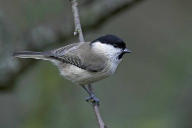 Doğal habitatları Danimarka bataklık baştankara (Poecile palustris)