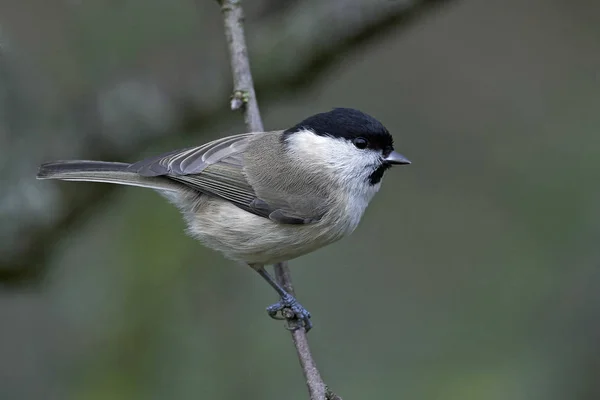 Marsh Tit Poecile Palustris Its Natural Habitat Denmark — Stock Photo, Image