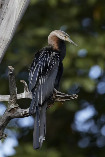 Африканский Дартер Anhinga Rufa Естественной Среде Обитания Гамбии — стоковое фото