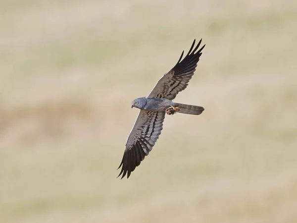 Kiekendief Montagus Tijdens Vlucht Met Begroeiing Achtergrond — Stockfoto