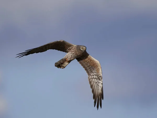 Rohrweihe Flug Mit Blauem Himmel Hintergrund — Stockfoto