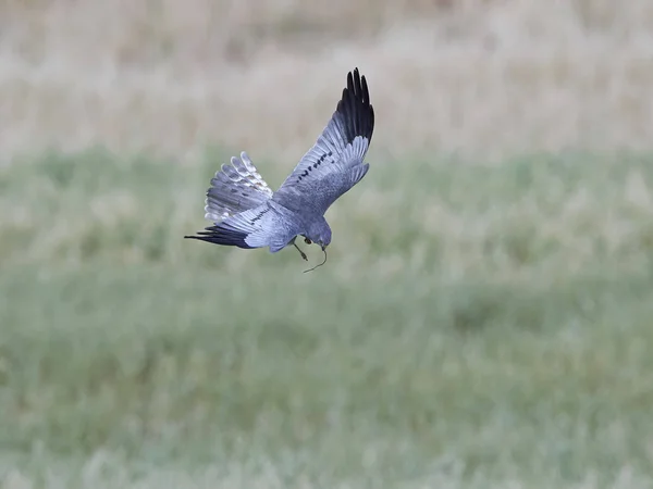 Montagus Harrier Flight Its Natural Habitat — Stock Photo, Image