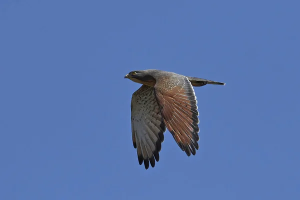 Sprinkhaan Buzzard Vlucht Met Blauwe Luchten Achtergrond — Stockfoto