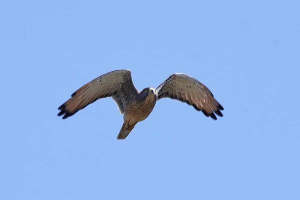 Gräshoppa Ormvråk Flygning Med Blå Himmel Bakgrunden — Stockfoto