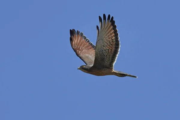 Sprinkhaan Buzzard Vlucht Met Blauwe Luchten Achtergrond — Stockfoto