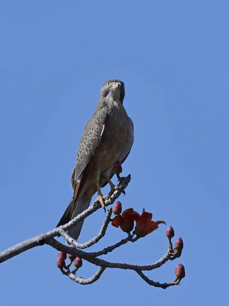 Gräshoppa ormvråk (Butastur rufipennis) — Stockfoto