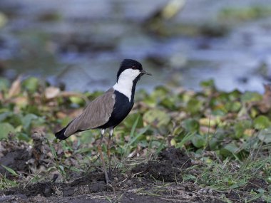 Mahmuz kanatlı kız kuşu Gambiya doğal yaşam içinde