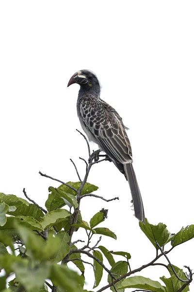 Hornbill Gris Africano Hábitat Natural Gambia —  Fotos de Stock