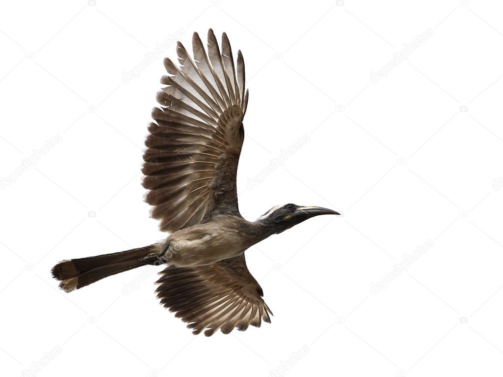 African grey hornbill in flight with blue skies in the background