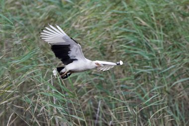Gambiya doğal tabiatında Palm-somun akbaba