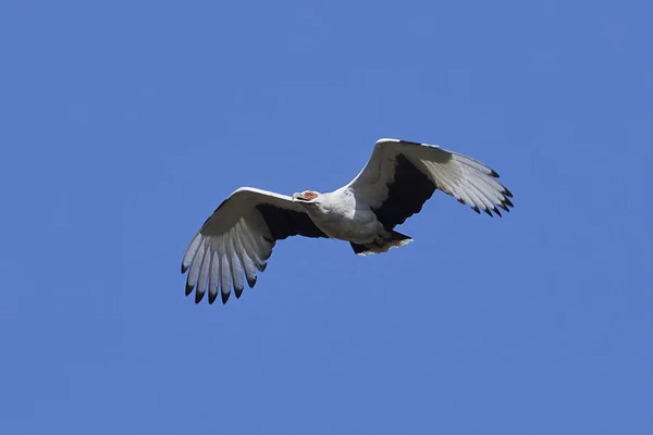 Vautour Des Palmiers Vol Avec Ciel Bleu Arrière Plan — Photo