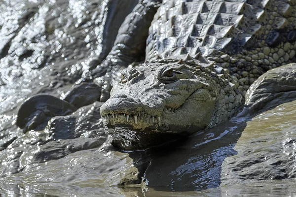 Krokodýl Nilský Crocodylus Niloticus Jeho Přirozeném Prostředí Gambii — Stock fotografie