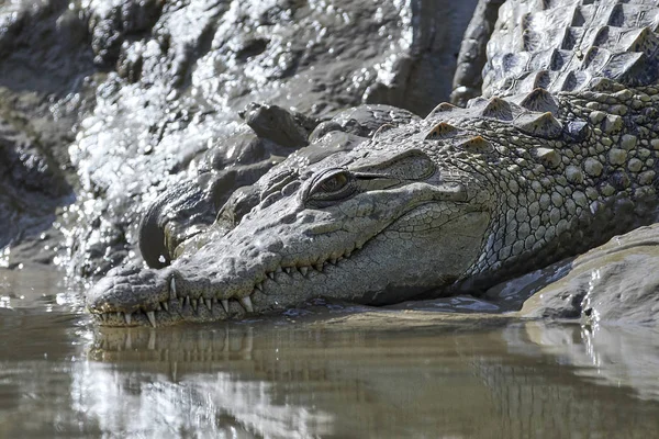 Krokodýl Nilský Crocodylus Niloticus Jeho Přirozeném Prostředí Gambii — Stock fotografie