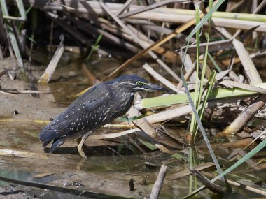 Gambiya 'daki doğal ortamında çizgili balıkçıl.