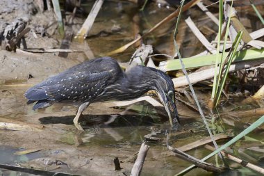 Gambiya 'daki doğal ortamında çizgili balıkçıl.
