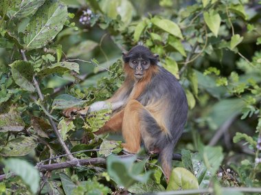 Gambiya doğal tabiatında içinde Batı kırmızı colobus (Piliocolobus badius)