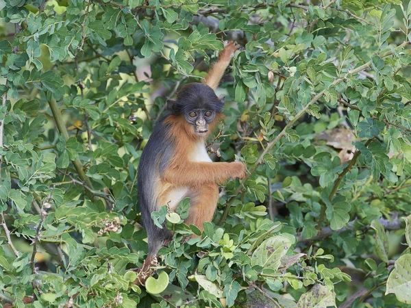 Gueréza Červená Piliocolobus Badius Jeho Přirozeném Prostředí Gambii — Stock fotografie