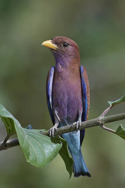 Broad Billed Roller Its Natural Habitat Gambia — Stock Photo, Image