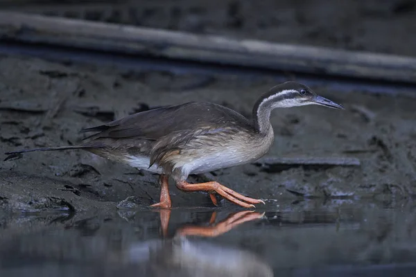 Afrikanischer Flossenfuß (podica senegalensis)) — Stockfoto