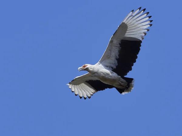 Palm-moer gier (Gypohierax angolensis) — Stockfoto