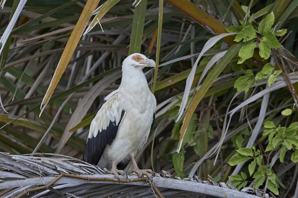 Palm-nut vulture (Gypohierax angolensis) — Stock Photo, Image