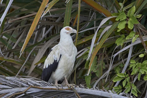 Vautour des palmiers (Gypohierax angolensis) ) — Photo