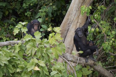 Şempanze (Pan troglodytes)
