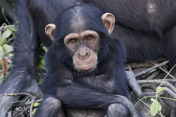 チンパンジー) — ストック写真