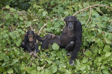 Şempanze (Pan troglodytes)