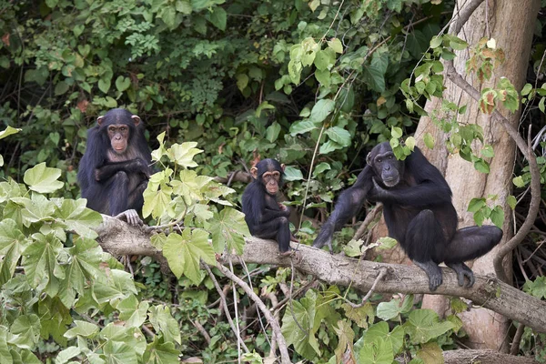 Chimpanzé (Pan troglodytes ) — Photo