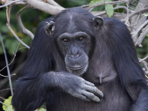 Chimpanzee (Pan troglodytes) — Stock Photo, Image