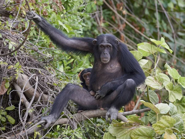 Šimpanz (Pan troglodytes) — Stock fotografie