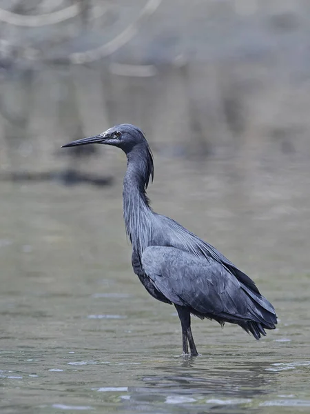 Чорна чапля (Egretta ardesiaca ) — стокове фото