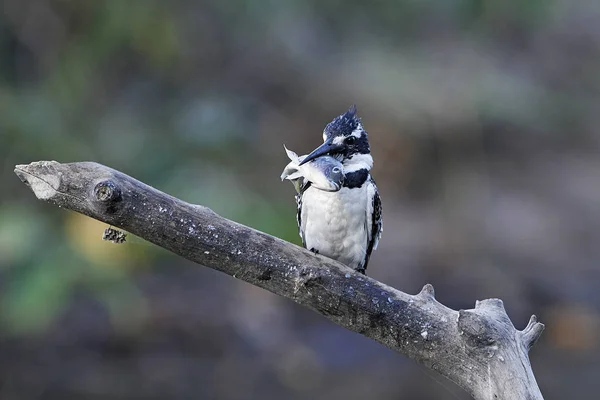 Pied Kingfisher (Ceryle rudis) ) — стоковое фото