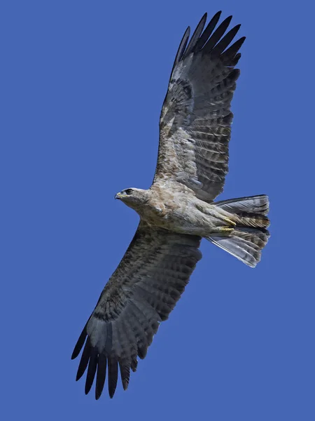 Tawny Eagle (Aquila rapax) — Stockfoto