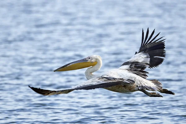 Εξασφαλίζονται με ροζ Πελεκάνος (Pelecanus rufescens) — Φωτογραφία Αρχείου