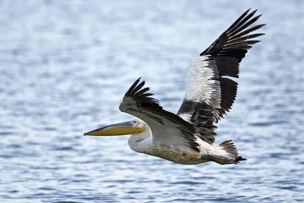 Εξασφαλίζονται με ροζ Πελεκάνος (Pelecanus rufescens) — Φωτογραφία Αρχείου