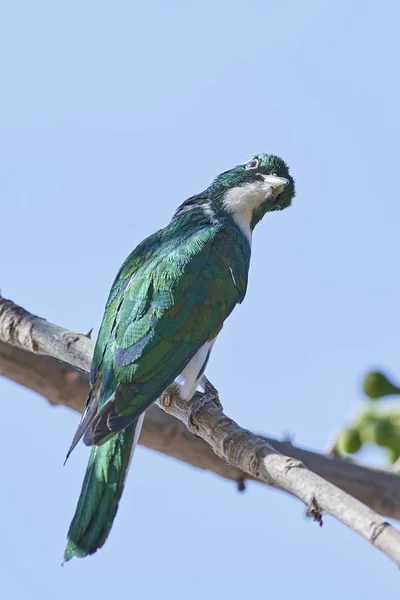 Cuco de Klaas (Chrysococcyx klaas ) — Fotografia de Stock